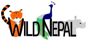 Great Egret - Birds of Nepal - Wildlife in Nepal - Prakritinepal Blog
